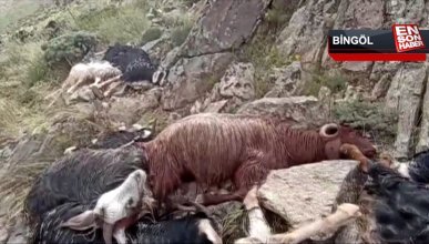 Bingöl’de sürüye yıldırım düştü: 51 keçi telef oldu