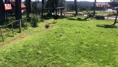 Deve kuşu tarafından kovalanan adam