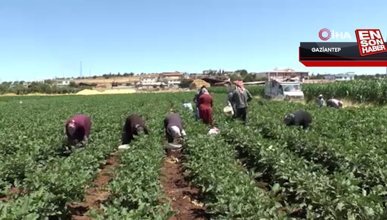 Gaziantep'te depremzede çiftçiler toprakla hayata tutunuyor