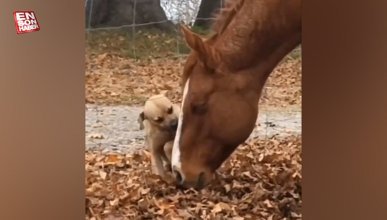 At ve köpeğin sevimli arkadaşlığı