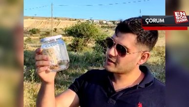 Çorum'da Sarıkız örümceği tedirginliği
