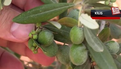 Tescilli Kilis zeytinyağının dünya pazarındaki payının artırılması hedefleniyor