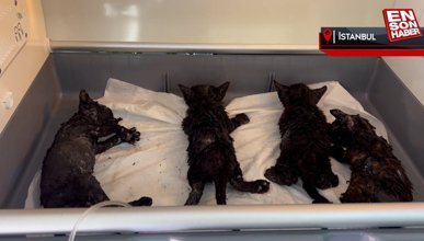 Kartal'daki kömürlük yangınından 4 yaralı kedi kurtarıldı