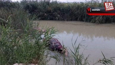 Mersin'de sulama kanalında ölü hayvanlar bulundu