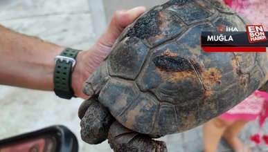 Muğla'da yangında kurtarılan kaplumbağalar tedavi ediliyor