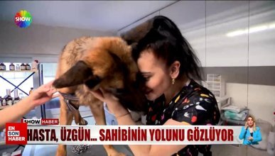 İstanbul'da köpeğinin tedavi masrafını ödememek için terk etti