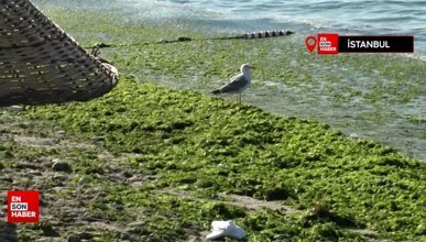 İstanbulluların deniz keyfine engel: Avcılar Sahili yosunla kaplandı
