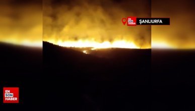 Şanlıurfa'da Karacadağ Bal Ormanı'nda yangın