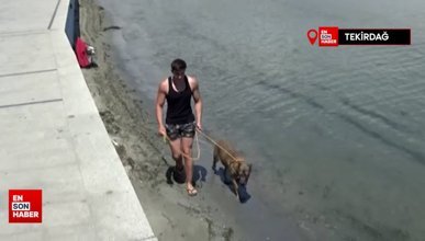 Tekirdağ'da köpeğin deniz keyfi: Hem serinliyor hem oynuyor