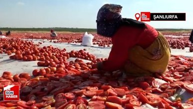 Siverek’te üretilen kurutmalık domatesler Avrupa’ya ihraç ediliyor