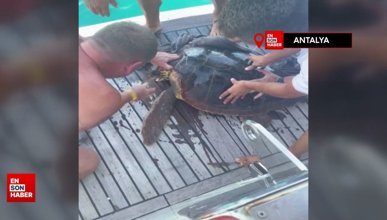 Antalya'da yaralı deniz kaplumbağası için seferber olundu