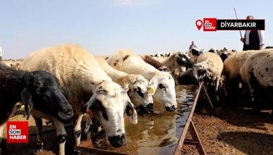 Diyarbakır'da sürü hayvanları için mera ve yaylalara tonlarca su taşınıyor