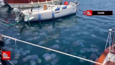 İzmir Körfezi'nde deniz anası yoğunluğu yaşanıyor