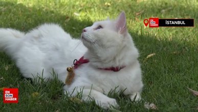 Seymen, Ayasofya-i Kebir Camii'nin yeni kedisi oldu