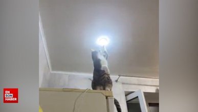 Işığı tamir eden sevimli kedi