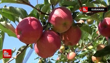Karaman’da 55 gün sürecek olan elma hasadı başladı