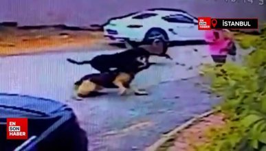 İstanbul’da sokak köpeklerinin saldırısına uğradı