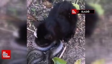 Yavru kedi, 2 metrelik yılanı yakalayıp yemeye çalıştı