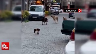Sakarya'da cesur kedi boyundan büyük 3 köpeğe kafa tutup sokaktan geçirmedi