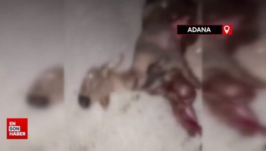 Adana'da otomobil koyun sürüsüne çarptı: 100 koyun telef oldu