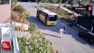 İstanbul'da belediye otobüsü yolda yatan köpeği ezdi