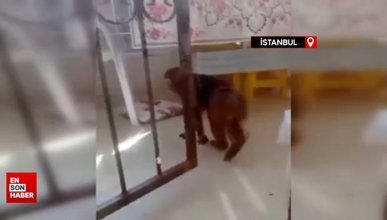 İstanbul'da sahibinden kaçan maymun, 3 kişiye saldırdı