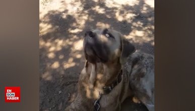 Kendisini yıkayan sahibine trip atan köpek