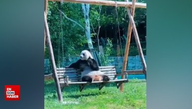 Sevimli pandanın salıncak keyfi