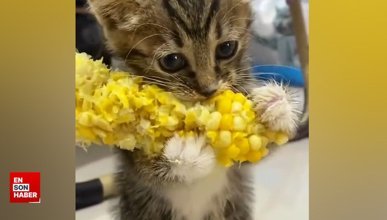 Yediği mısırı bırakmak istemeyen yavru kedi