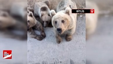 Bitlis'te ayıya şeker vermek istedi: Saldırıya uğradı