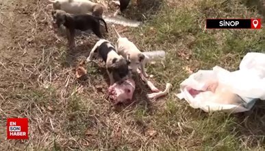 Sinop'ta 20 tane başıboş köpek saldırısına uğradı