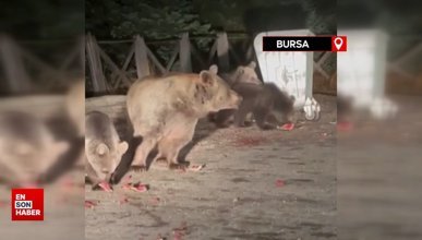 Bursa'da aç kalan ayılar çöp konteynerlerini karıştırıp yiyecek aradılar