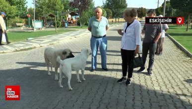 Başıboş köpek sorunu mahalle halkını isyan ettirdi
