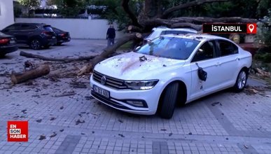 İstanbul’da rüzgar ağacı aracın üzerine devirdi! 51 daire icralık oldu