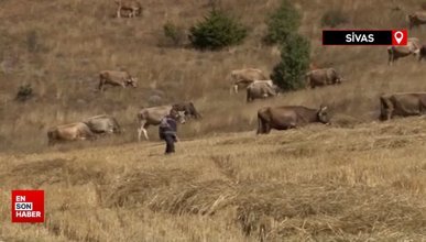 30 bin TL maaşla çoban bulamayınca çözümü nöbetleşmekte buldular