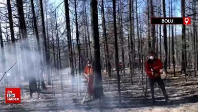 Yangında ormanların biyolojik mücadele ajanları da unutulmadı