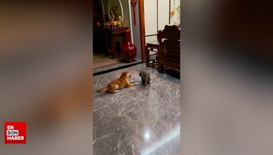 Kediyle kapışmaya çalışan köpeğin tuhaf hareketleri