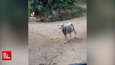 Yunanistan'da kenevir yiyen koyunlar şarhoş koyun videosunu hatırlattı