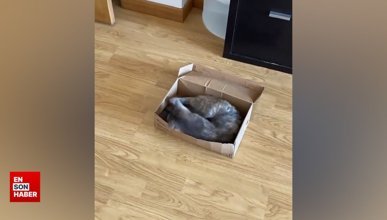 Yatakları yerine küçük kutularda yatan kediler