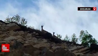 Erzurum'da dağ keçileri doğal hayatlarında görüntülendi
