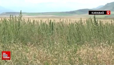 Karabağ'da Ermenilerin ektiği 100 hektardan fazla hint keneviri tarlası bulundu