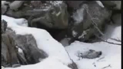 çılgınlar gibi eğlenen sarhoş ayı