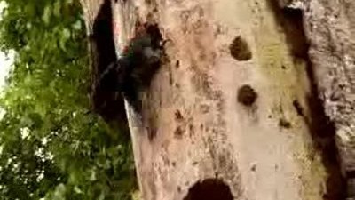 Ağaçkakanın Yılanla İnanılmaz Mücadelesi