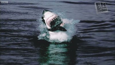 Denizlerin yok edicileri büyükbeyaz köpekbalıkları