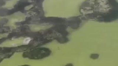 Ramiz Dayı Yorumuyla Yaşam mücadelesi