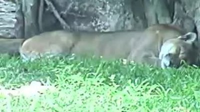 vahşilerin uysal anları