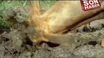 Sırtlanlardan çiftleşen topiler'e büyük darbe