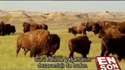 Otçulların çiftleşmek için verdiği mücadele