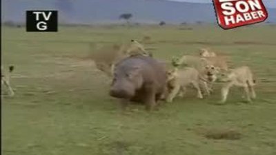 Su aygırı ormanda 10 aslan gücündedir izle