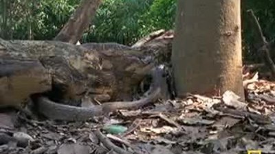 Cobro Ve Comodo Ejderi